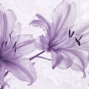 Meet your Posher, Lily